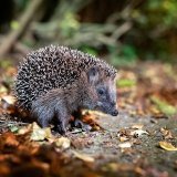 Les robots tondeurs infligent des blessures souvent fatales. S'agissant des hérissons, les outils de jardinage tels que les débroussailleuses, souffleurs ou aspirateurs de feuilles, les tondeuses et les robots de tonte sont la 2e cause de blessure...